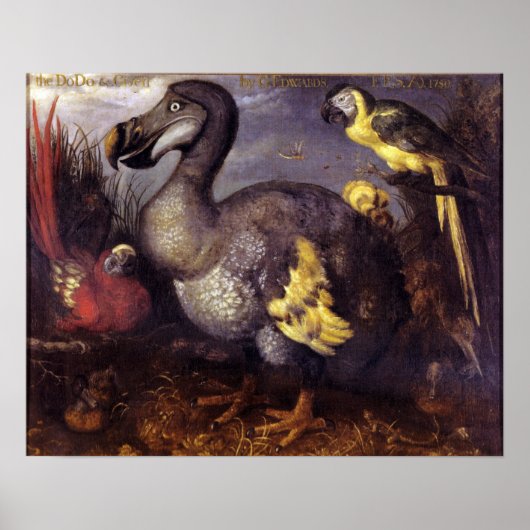 Roelant Savery Saverys Dodo Poster (Voorkant)