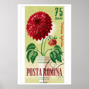 Roemeense postzegelafdruk rode dahlia bloem poster