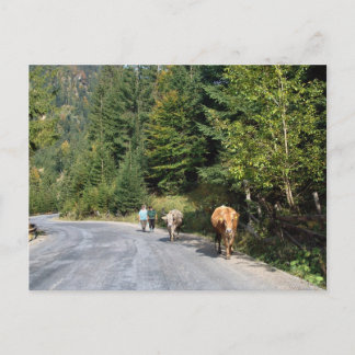 Roemenië, Moldavië, met de koeien Briefkaart