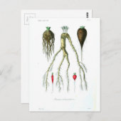 roetgroenten botanische afdrukken briefkaart (Voorkant / Achterkant)