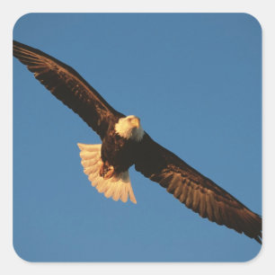 Rofvogel, Amerikaanse zeearend in vlucht, Kachemak Vierkante Sticker