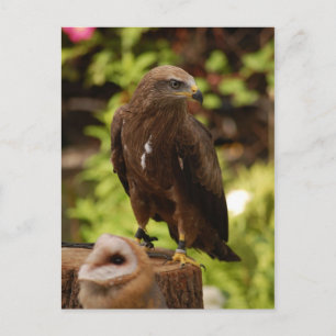 Rofvogels Briefkaart