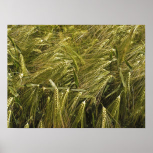 Rogge Graan Botanische Natuur Poster