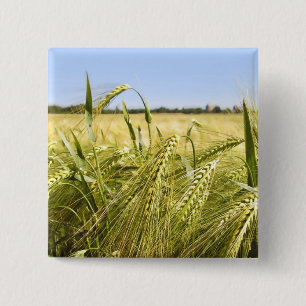 Rogge Graan Botanische Natuur Vierkante Button 5,1 Cm
