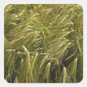 Rogge Graan Botanische Natuur Vierkante Sticker
