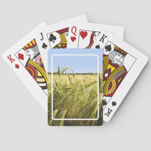 Rogge Pokerkaarten (Achterkant)