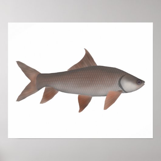 Roho Labeo Poster (Voorkant)