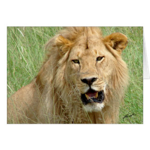 Roi de lion (de clubs de lions) (Serengeti,