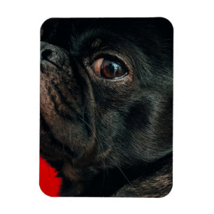 rojo-hond magneet