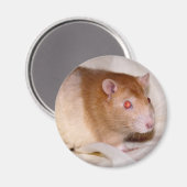 Rolando Magnet (Recto/Verso)