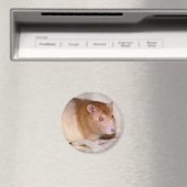 Rolando Magnet (In Situ (Lave-vaisselle))
