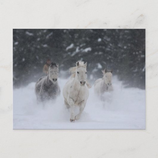 Roldemper Briefkaart (Voorkant)