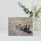 Rolpaard Briefkaart (Staand voorkant)