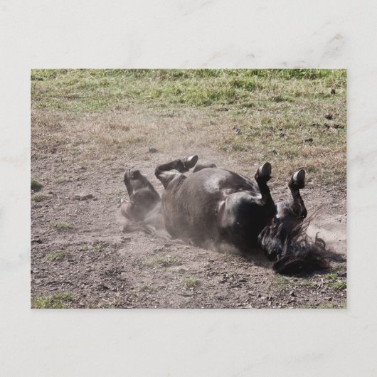 Rolpaard Briefkaart (Voorkant)