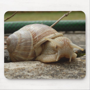 Roman Snail Mouse Mat Muismat