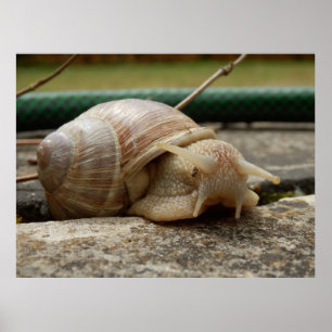 Roman Snail-Poster Poster