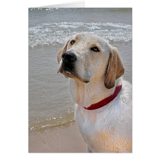 Romance ophalen (Voorkant)