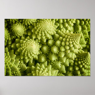 Romanesco broccoli plant sluiting poster