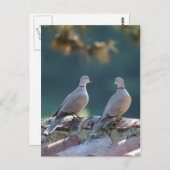 Romantic Doves Briefkaart (Voorkant / Achterkant)