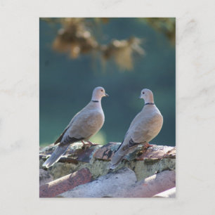 Romantic Doves Briefkaart