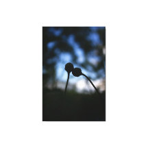 Romantic Flowers – Botanical Fantasy Boho