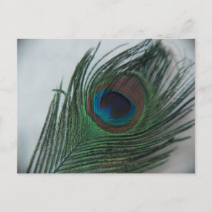 Romantic Peacock Feather Briefkaart