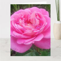 Romantic Pink Rose "Leonardo Da Vinci"