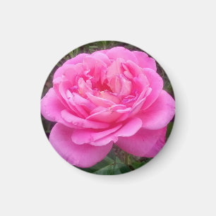 Romantic Pink Rose "Leonardo Da Vinci" Magneet