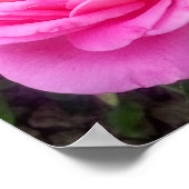 Romantic Pink Rose "Leonardo Da Vinci" Poster (Hoek)