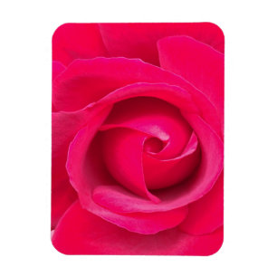 Romantic Red Pink Rose Magneet