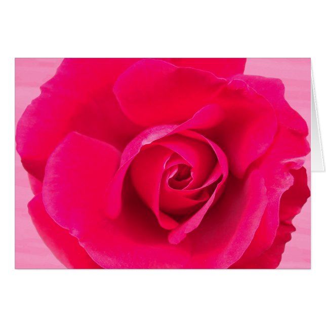 Romantic Red Pink Rose v2 (Voorkant Horizontaal)