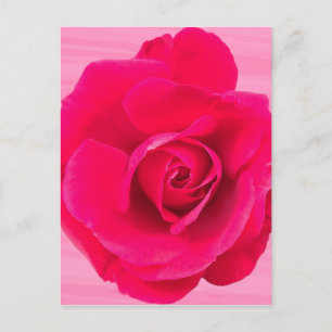 Romantic Red Pink Rose v2 Briefkaart