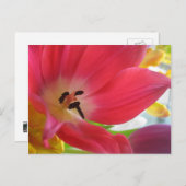 Romantic Red Tulip Briefkaart (Voorkant / Achterkant)