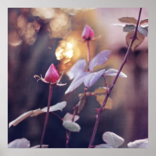 Romantic Roze Buds in Sunset Bokeh Backlight Poster (Voorkant)