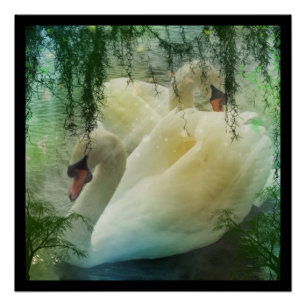 Romantic Spring Swan Lake White Swans Perfect Poster
