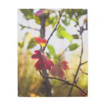 Romantic Trees & Flowers – Botanical Fantasy Boho