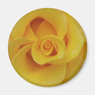 Romantic Yellow Rose Petals Magneet