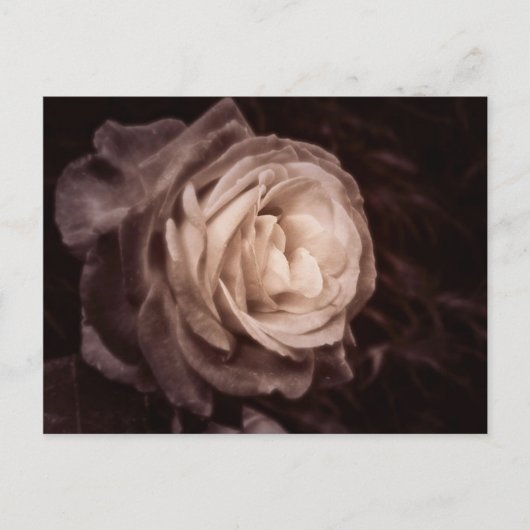 Romantica - dit roos zegt liefde briefkaart (Voorkant)