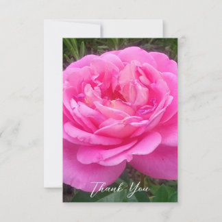 Romantieke Roze Roos 'Leonardo Da Vinci' Bedankkaart