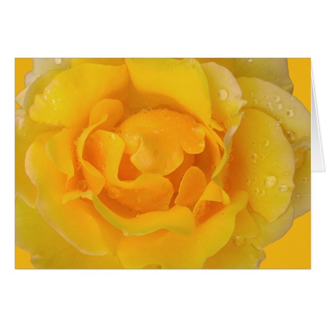 Romantique Rose Jaune gouttes d'eau (Devant horizontal)