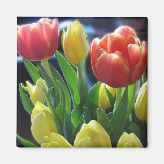 Romantique Rouge & Fleurs de Tulipe Jaune Aimant d (Devant)