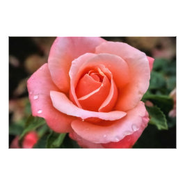 Romantisch Roos Botanische kunst Print Foto Afdruk