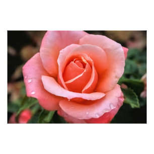 Romantisch Roos Botanische kunst Print Foto Afdruk