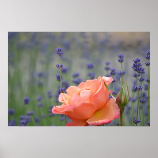 Romantisch Roos en lavender Poster (Voorkant)