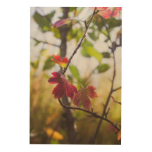Romantische Bomen & Bloemen – Botanische Fantasy B