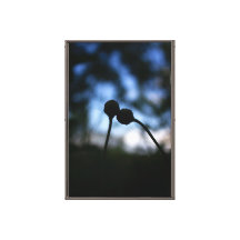 Romantische droomvolle bloemen – Botanische fantas