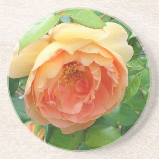 Romantische elegante Oranje Rozen Zandsteen Onderzetter (Voorkant)