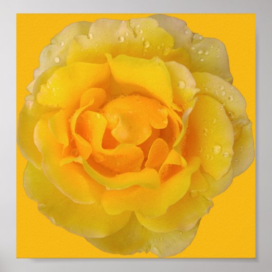 Romantische gele rozendruppels poster (Voorkant)