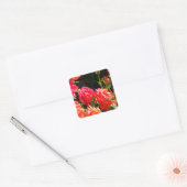 Romantische koraalrozen vierkante sticker (Envelop)