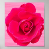 Romantische Rode Roze Roos v2 Poster (Voorkant)